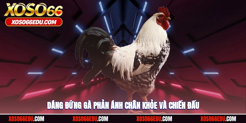 Dáng đứng gà phản ánh chân khỏe và chiến đấu