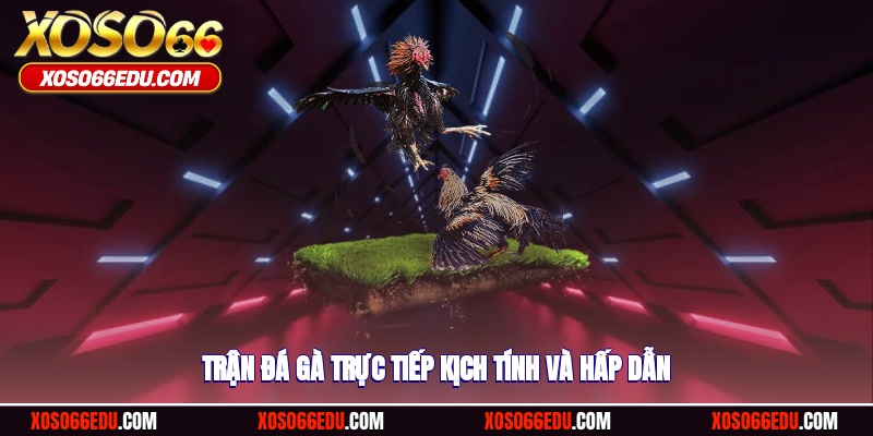 Trận đá gà trực tiếp kịch tính và hấp dẫn